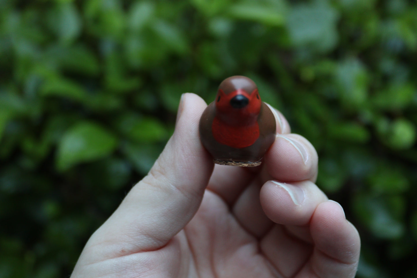 Little Robin Visitors