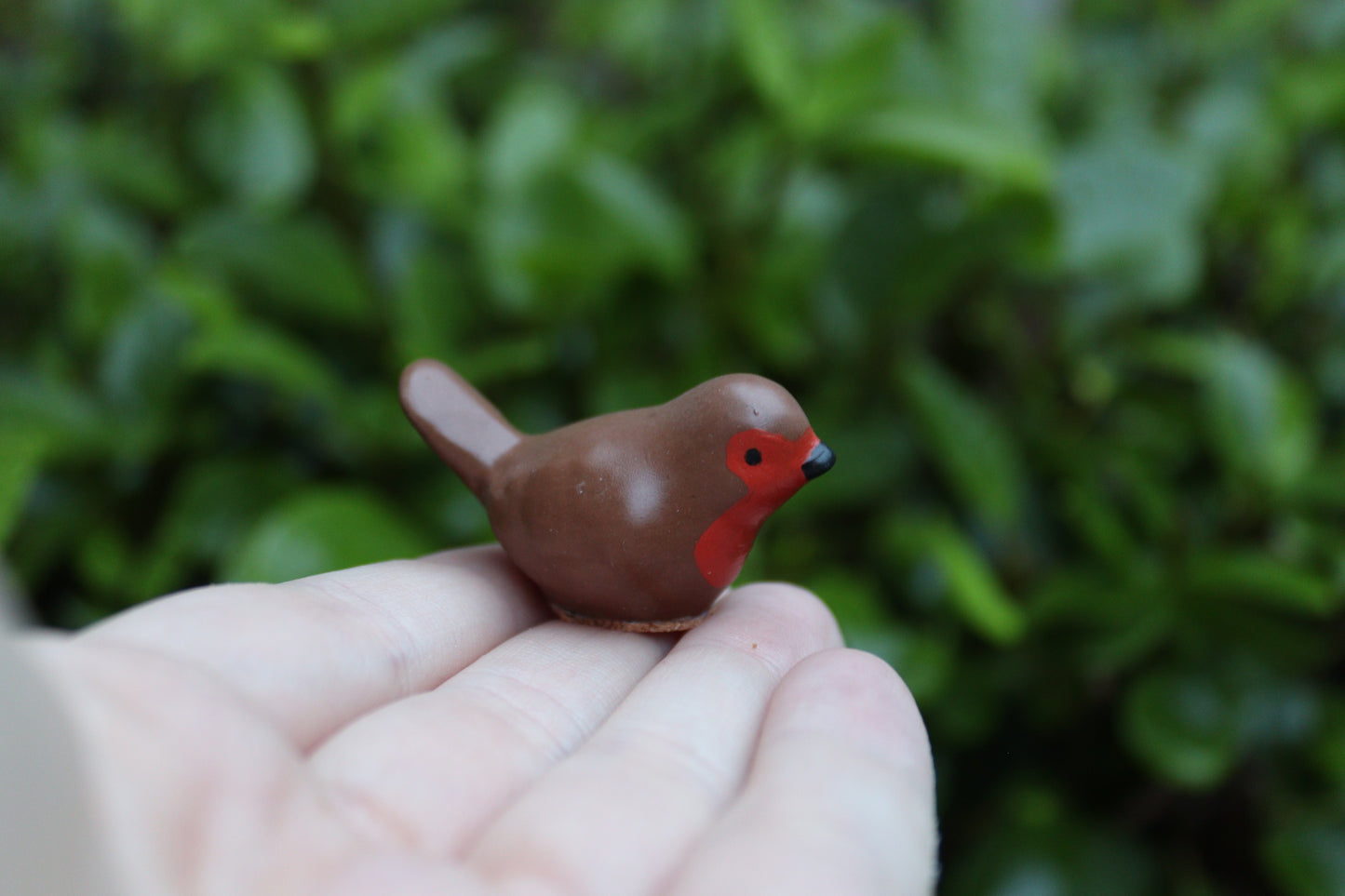 Little Robin Visitors